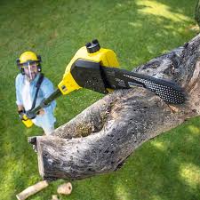 Reliable Newton Falls, OH Tree Care  Solutions