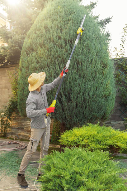 Best Hedge Trimming  in Newton Falls, OH